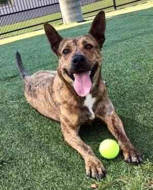 A brindle dog with a white chest and a pink tongue lying on green grass next to a yellow tennis ball.