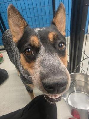 Tifa, Australian Cattle Dog / Blue Heeler, adult, available for adoption