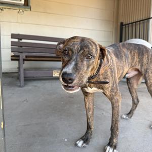A brindle-colored dog standing on a concrete surface, wearing a collar with a tag. The dog has a muscular build and is looking directly at the camera. In the background, there is a wooden bench and a fence.