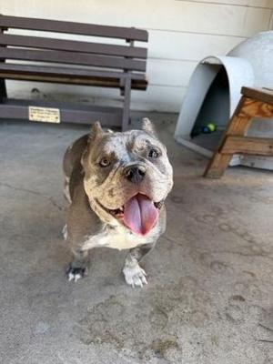A dog with a gray and white coat, standing on a concrete surface, with its tongue out and looking up. The background includes a wooden bench and a dog house.