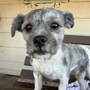 Cricket, Maltese / Shih Tzu, adult, available for adoption