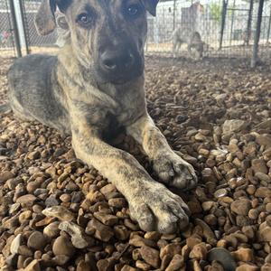 Laddy, Shepherd, young, available for adoption