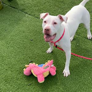 Karma, Terrier, Pit Bull, adult, available for adoption