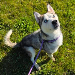 Chad, Husky, adult, available for adoption