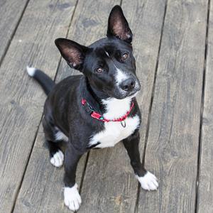 A black and white dog with a red collar sitting on a wooden deck.