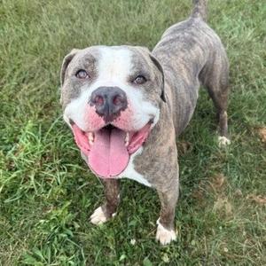 A happy dog with a brindle coat and white markings on its face and chest, standing on grass with its tongue out.