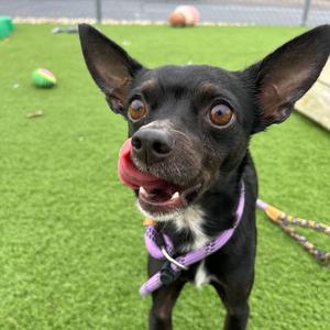 Slenderman, Chihuahua, Short Coat, adult, available for adoption