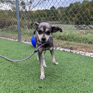 a dog wearing a blue harness and a purple leash, standing on artificial grass in front of a chain-link fence