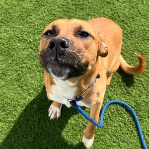 Cruz, Terrier, adult, available for adoption
