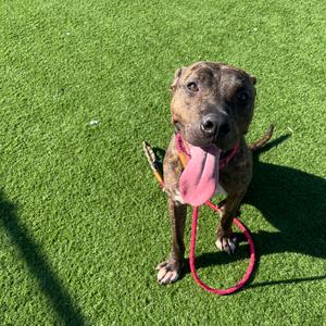 Austin, Mixed Breed (Medium), adult, available for adoption