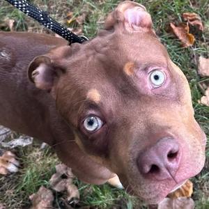 A brown dog with striking blue eyes looking up at the camera, standing on grass with fallen leaves around.