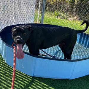 Goober, Terrier, Pit Bull, adult, available for adoption