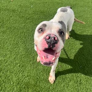 Weston, Terrier, Pit Bull, adult, available for adoption