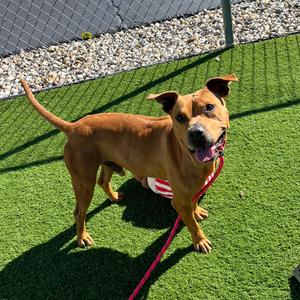 Louie - I'm in training, call to ask about me!, Terrier, Pit Bull, adult, available for adoption