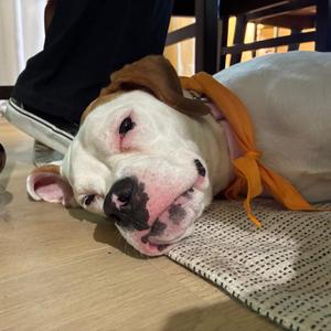 Janae- I'm in a foster home, Call to meet with me!, Boxer, adult, available for adoption