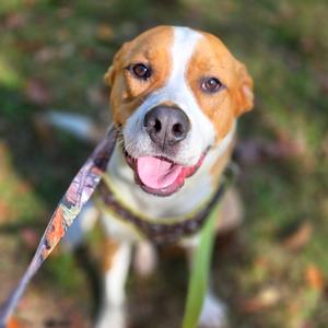 Crash, Mixed Breed (Large), adult, available for adoption