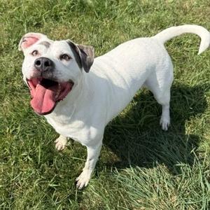 Baloo, Terrier, Staffordshire Bull, adult, available for adoption