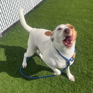 Kylo, Mixed Breed (Medium), adult, available for adoption