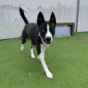 Hawk, Husky, adult, available for adoption