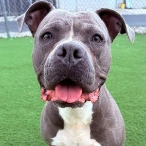Tonya, Terrier, Pit Bull, adult, available for adoption