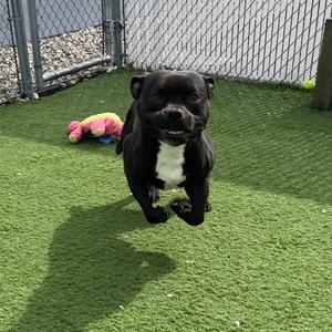 Bella, Terrier, Pit Bull, adult, available for adoption