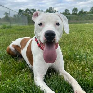 Rufus, Terrier, Pit Bull, adult, available for adoption