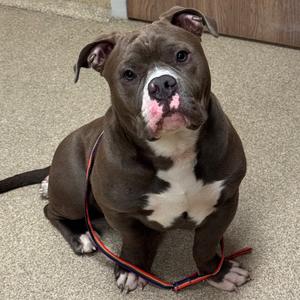 Cole, Terrier, Pit Bull, adult, available for adoption