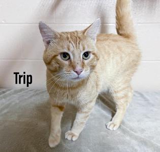 Trip, young, available for adoption