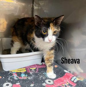 Sheava, young, available for adoption