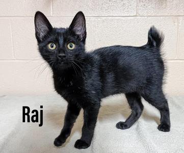 Raj, kitten, available for adoption
