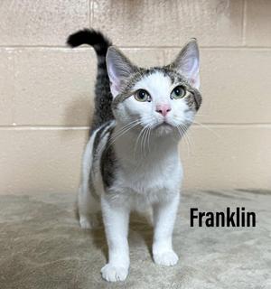 A gray and white cat standing on a concrete surface with a brick wall in the background. The cat is looking up with its tail raised. The name 'Franklin' is written in black text on the right side of the image.