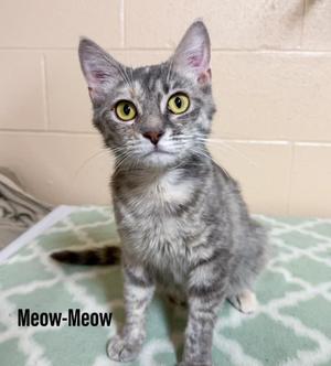 A gray tabby cat with yellow eyes sitting on a green patterned blanket.