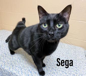 Sega, adult, available for adoption