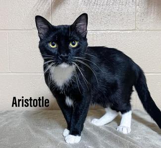 Aristotle, adult, available for adoption