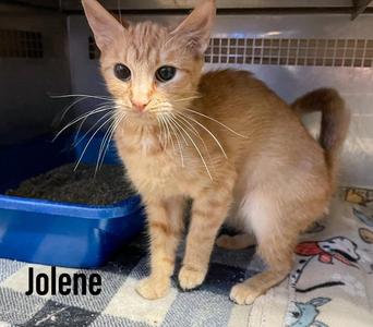 Jolene, young, available for adoption
