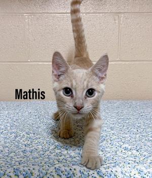 Mathis, kitten, available for adoption