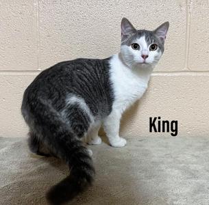King, kitten, available for adoption