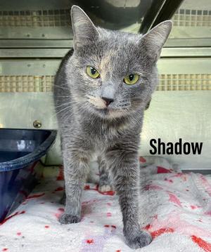 Shadow, young, available for adoption