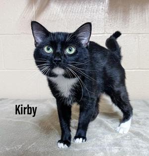 Kirby, young, available for adoption