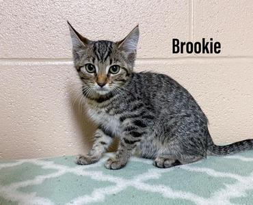A tabby kitten named Brookie sitting on a green and white patterned blanket in front of a beige wall.
