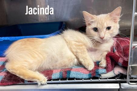 Jacinda, young, available for adoption