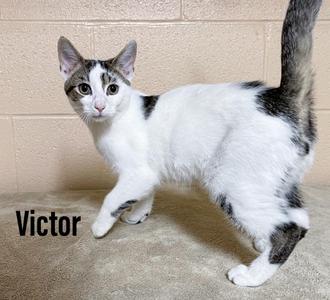 A white cat with black and gray patches standing on a carpeted floor, with the name "Victor" written in black text below it.