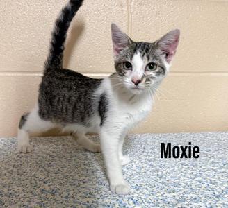 Moxie, kitten, available for adoption