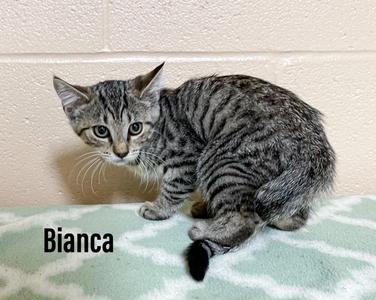 Bianca, kitten, available for adoption