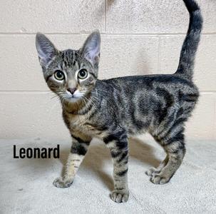 Leonard, kitten, available for adoption
