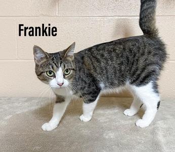 Frankie, adult, available for adoption