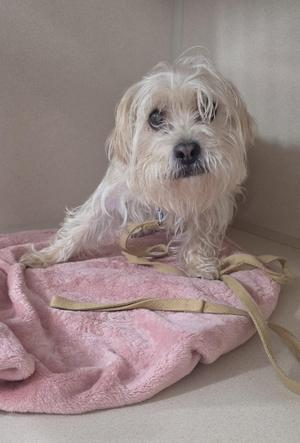 A small, wet dog with shaggy white fur sitting on a pink blanket.