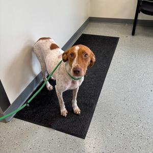 Carmella, Pointer, adult, available for adoption