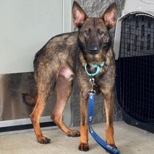 Rocko, Shepherd, adult, available for adoption