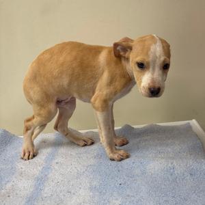 Crab, Terrier, puppy, available for adoption